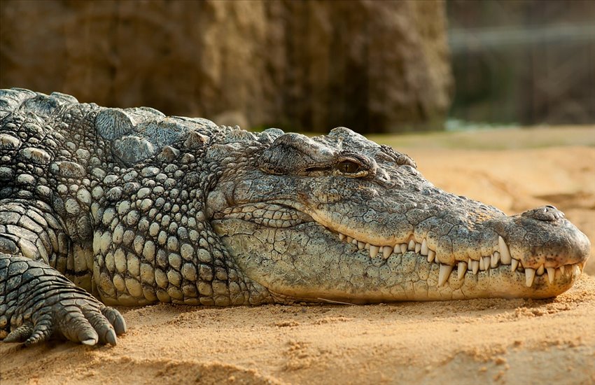 La leggenda del coccodrillo del Maschio Angioino: realtà o fantasia?