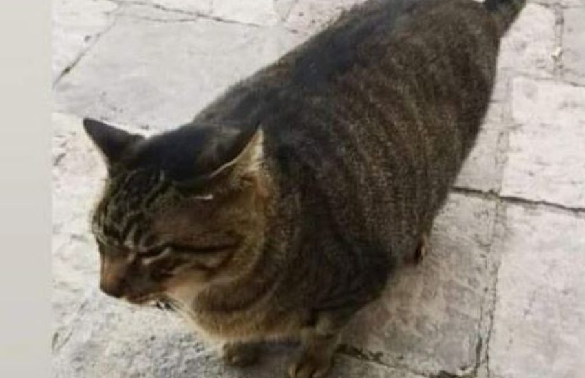 Uccise gattino a calci e aggredì sanitari, espulso dall’Italia per 5 anni