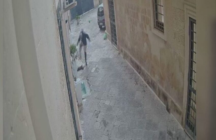 Orrore in città. Uccide senza motivo gattino a calci per strada