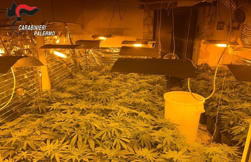 Scoperta maxi piantagione di cannabis a Casteldaccia. 2 arresti