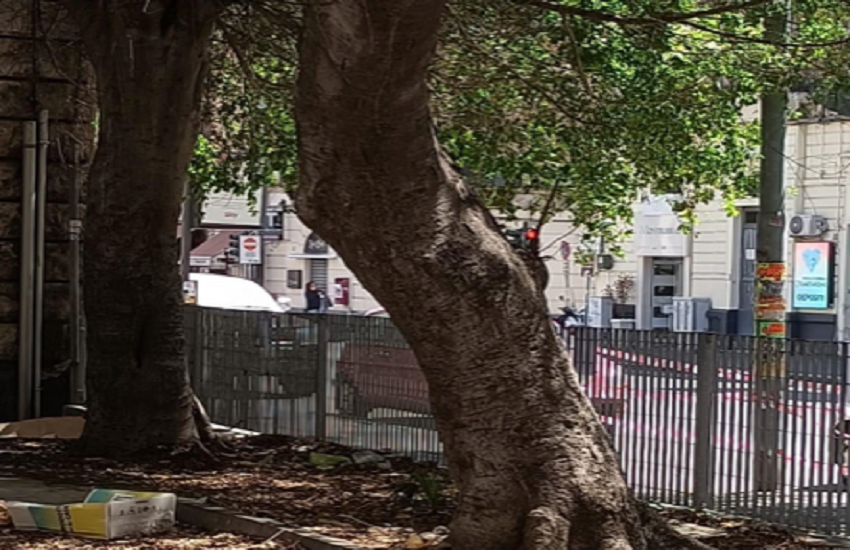 Abbattimento alberi largo Giovanni Pascoli, arriva la smentita dell’amministrazione comunale
