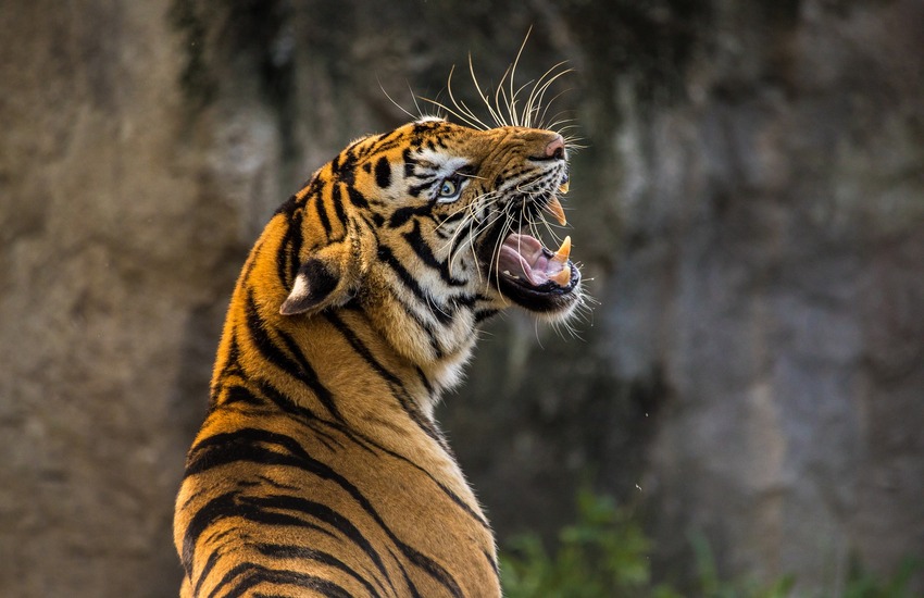 Ucraina, orrore per tigri e leoni dello zoo di Kharkiv: si decide sull’eutanasia