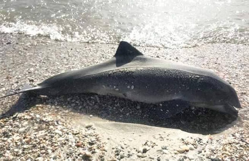 Ucraina, anche i delfini vittime del conflitto: ecco perché (FOTO)