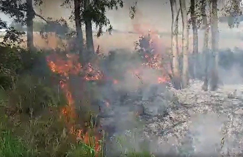 Inferno di fuoco nel Salento. Fiamme da 24 ore in una pineta da 40 ettari