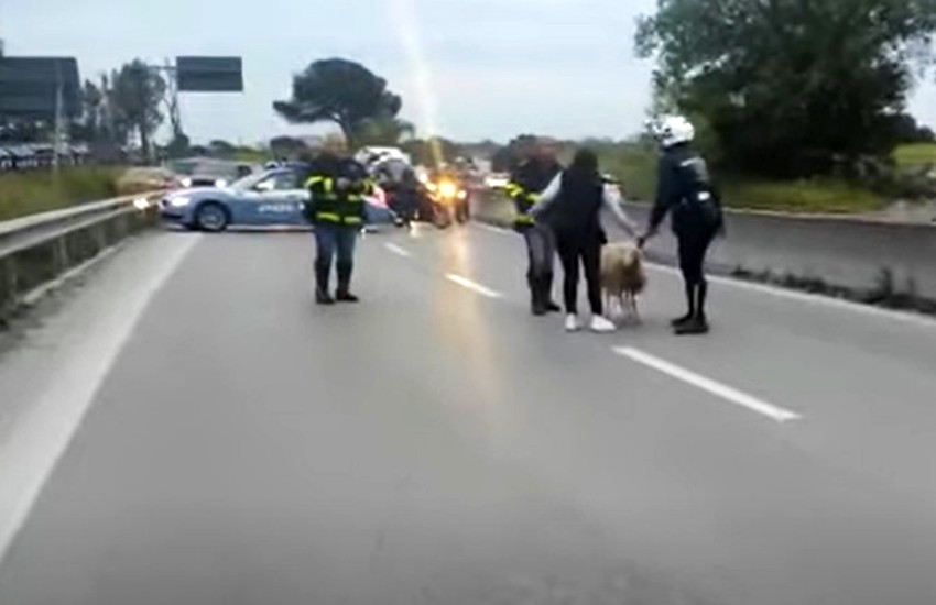 Traffico in tilt lungo la via Pontina a causa di una pecora…