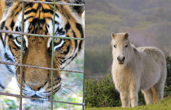 Tigre fugge da un circo e uccide pony