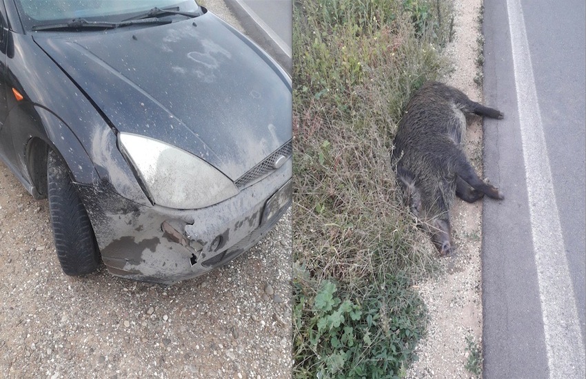 Puglia: Cinghiali, danni in 396 campi e 331 incidenti d’auto