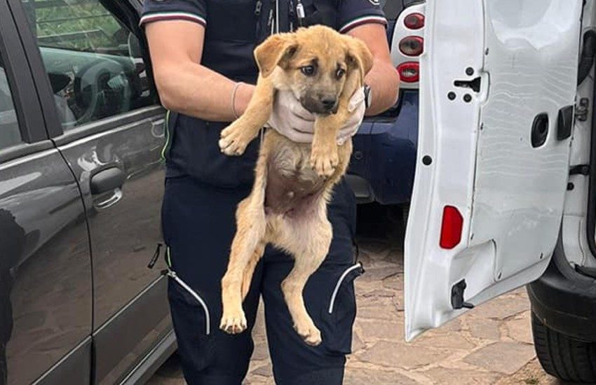 Cani denutriti e maltenuti salvati dalle guardie zoofile a Terracina
