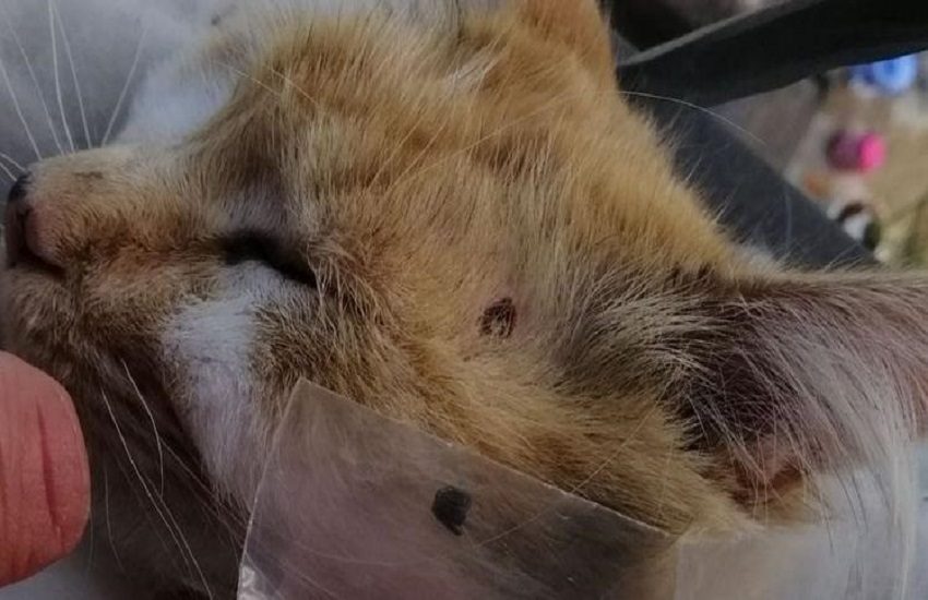 Orrore, gatti uccisi con carabine e pistole ad aria compressa