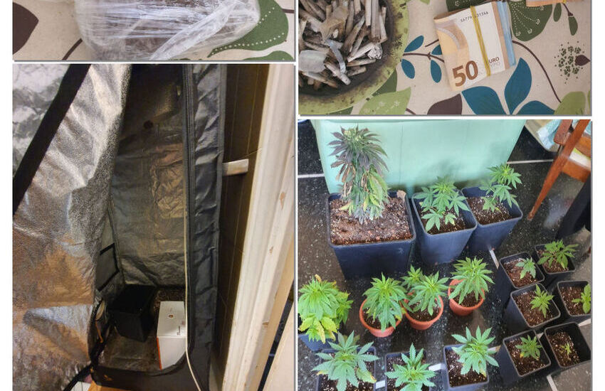 Prè, arrestato pusher 24enne, aveva in casa 17 piante di marijuana