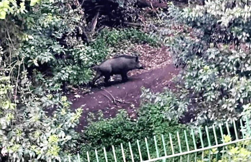 Allarme peste suina: altri due casi a Roma