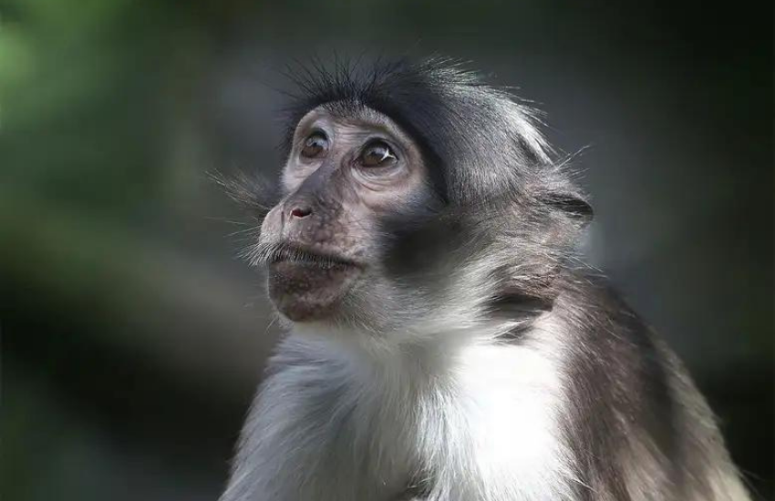 Vaiolo delle scimmie: il virus che potrebbe scatenare una nuova pandemia