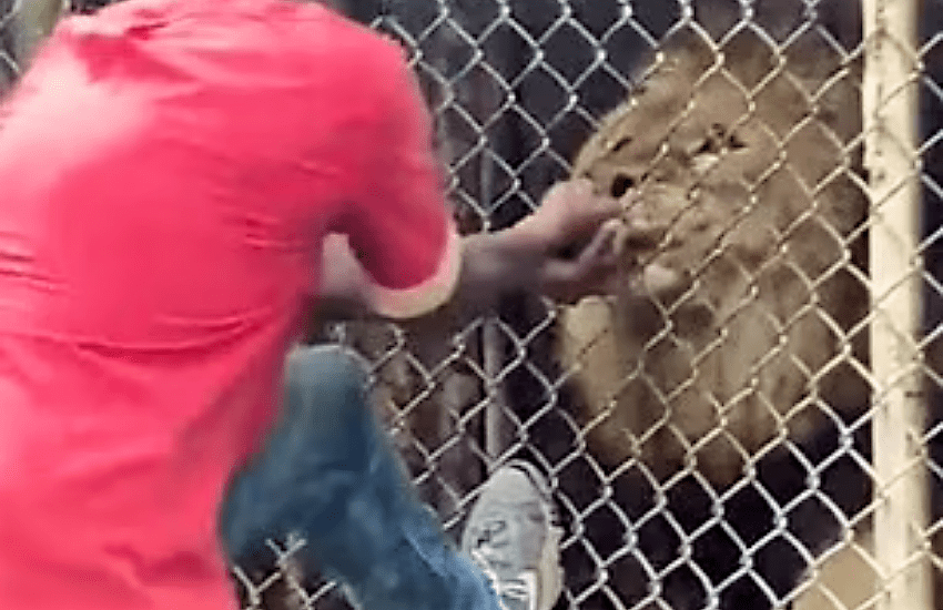 Orrore allo zoo: il video del leone che azzanna la mano di un operatore