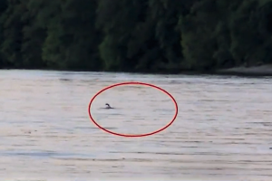 C’è un’orca nella Senna: droni per cercare di salvarla (VIDEO)