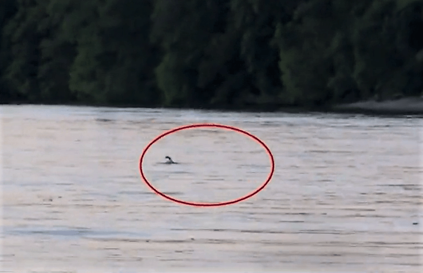 C’è un’orca nella Senna: droni per cercare di salvarla (VIDEO)