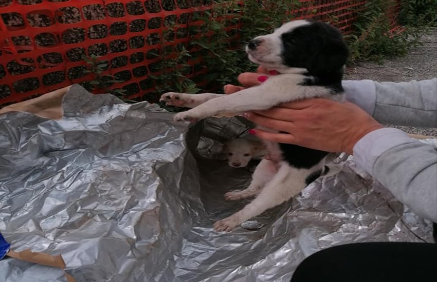 Due cuccioli di cane abbandonati in un sacco a Roccarainola. La rabbia dell’associazione Amici a 4 zampe di Cicciano: “L’essere umano fa schifo e le istituzioni sono assenti. Siamo soli in questa battaglia”