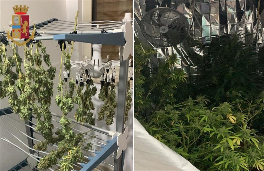 Barra, nei guai un “giardiniere” dal pollice troppo verde: scoperta una serra di marijuana in casa