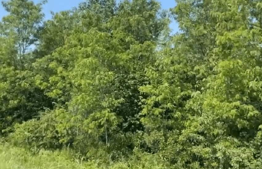 [VIDEO] Aereo precipita nell’udinese: morto un ragazzo di 20 anni