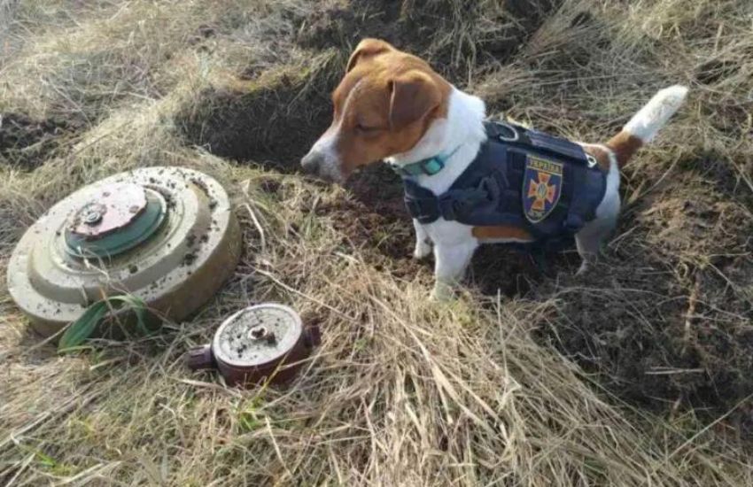 Patron, il cane eroe premiato da Zelensky, ha salvato migliaia di vite