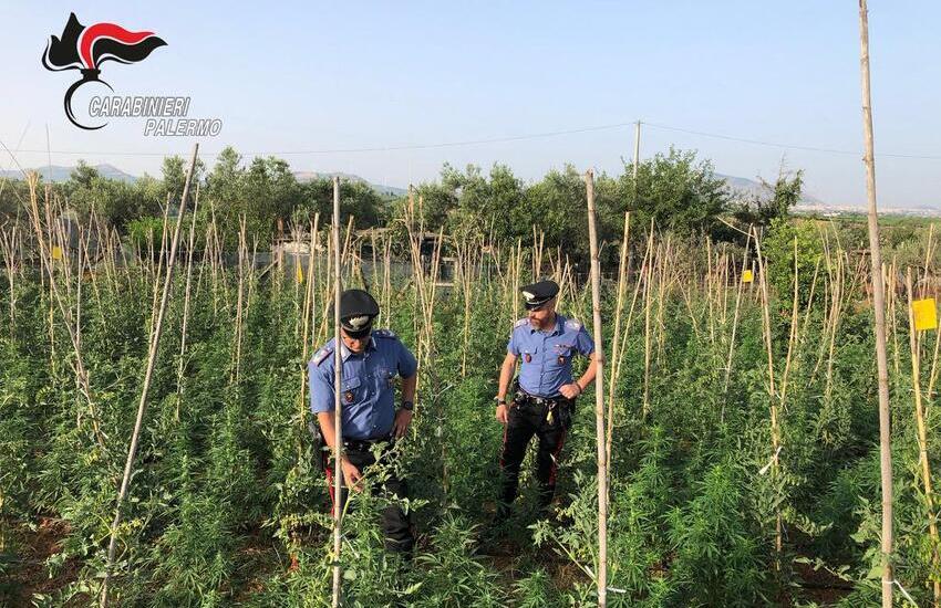 Partinico: scoperta piantagione di cannabis tra gli ortaggi, denunciato 56enne