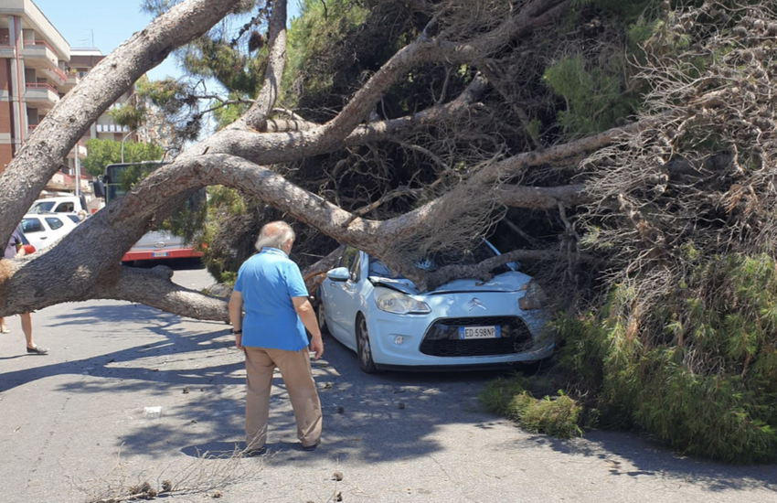 Grosso albero di pino si abbatte su un’auto, tragedia sfiorata a Taranto (foto)
