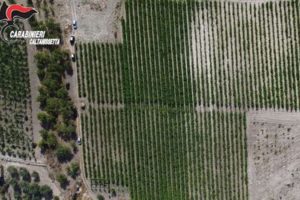 Caltanissetta, scoperta piantagione con 20mila piante di marijuana, 11 arresti