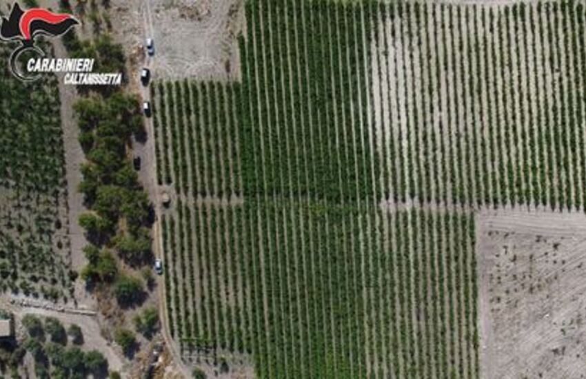 Caltanissetta, scoperta piantagione con 20mila piante di marijuana, 11 arresti