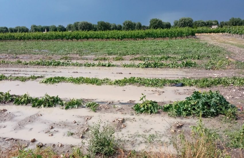 Grandine sul Tarantino: Cia Due Mari, ‘Agricoltura ko, perso un anno di lavoro’