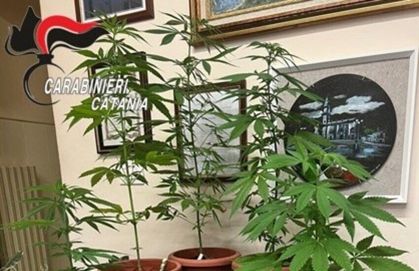 Pedara, pusher aveva 5 piante di cannabis in casa, denunciato 32enne