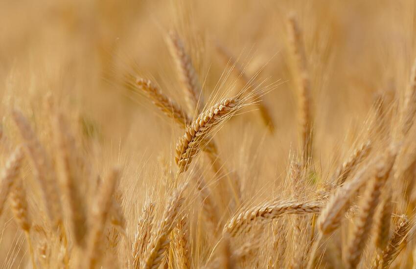 Prezzo grano: Cia Puglia, ‘Pioggia ininfluente su qualità, no speculazioni’
