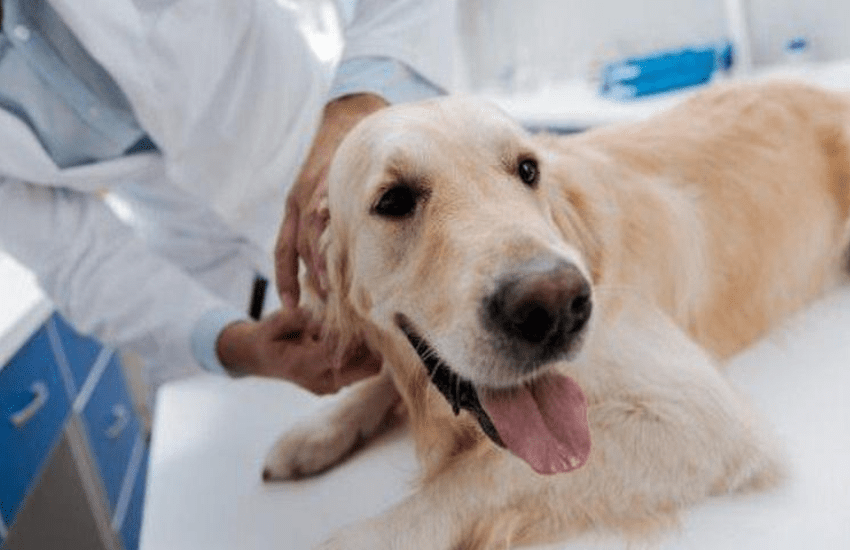 Roma: stufo di attendere, prende a pugni il veterinario e distrugge lo studio