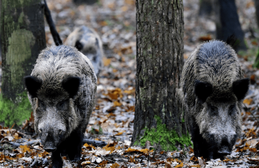 Peste suina: la Regione Lazio approva l’abbattimento di migliaia di cinghiali