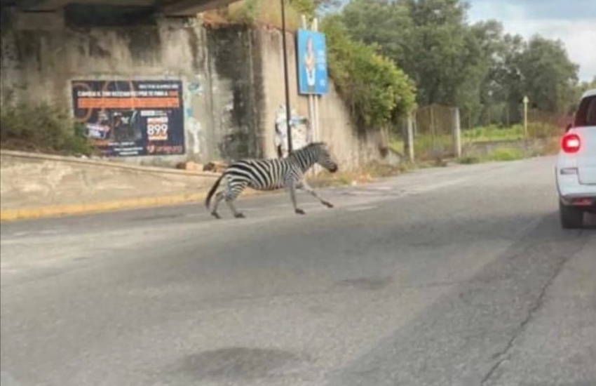 Melicucco, una zebra a spasso per le strade della città