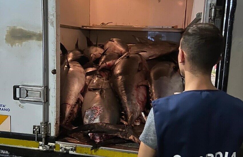 Guardia Costiera Catania: Pesca illegale, sequestrati 2 tonnellate di Tonno rosso
