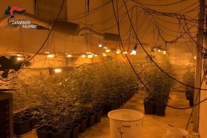 Partinico, scoperta maxi piantagione di marijuana “indoor”. 2 Arresti