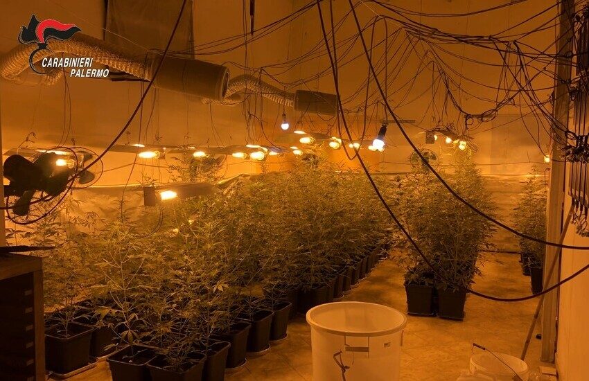 Partinico, scoperta maxi piantagione di marijuana “indoor”. 2 Arresti