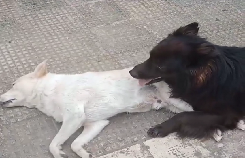 [VIDEO] Cane travolto e ucciso a Coversano: il suo amico a quattro zampe cerca di salvarlo