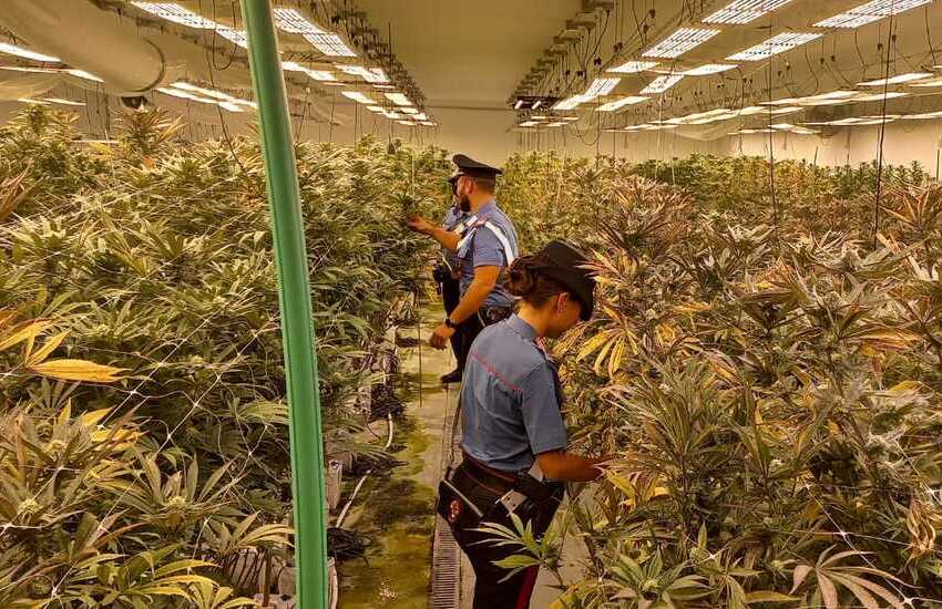 Pomezia, scoperta maxi-piantagione di cannabis: arrestate 11 persone