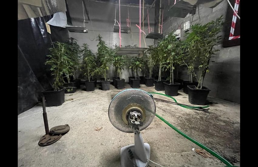 La Storta, scoperta maxi piantagione di marijuana in un capannone, 4 arresti