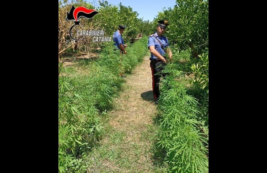 Palagonia, scoperta maxi-piantagione di marijuana: arrestati i responsabili