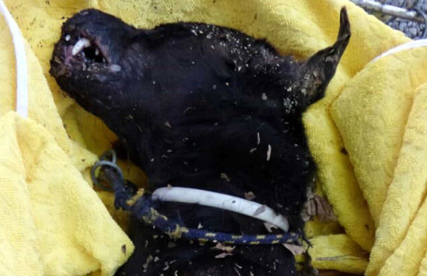 Va a controllare il cane dei genitori e lo trova morto strangolato con fascette di plastica