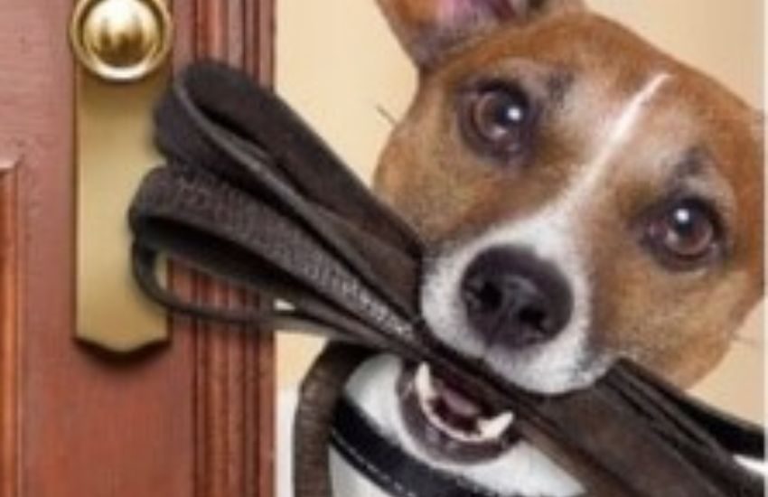 Dramma della solitudine: muore in casa a causa del caldo, sul suo corpo veglia il fedele cane