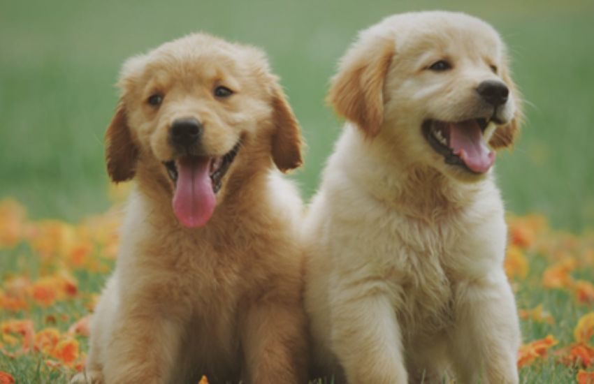 I nostri Pet e noi più felici con i codici sconto e il Cashback di Widilo