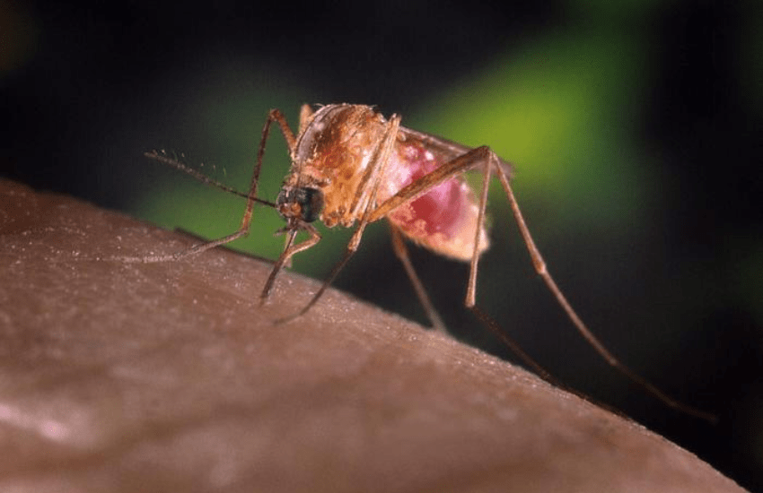 Febbre del Nilo: è morto uno dei pazienti bresciani