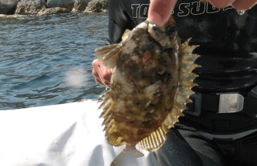 Allarme specie aliene nei mari italiani: “Attenti a quei 4” (VIDEO)