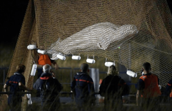 beluga