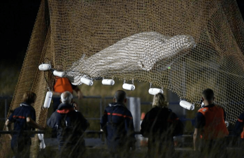 Il beluga intrappolato nella Senna non è sopravvissuto (VIDEO)