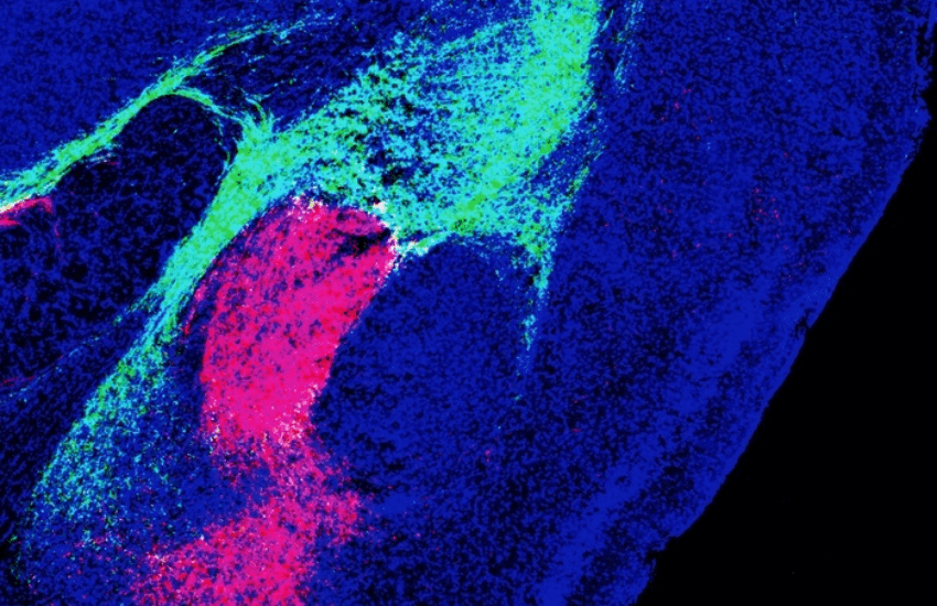 Cervello: scoperto come trasmette gli impulsi della paura