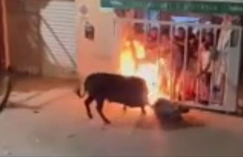 “Fiesta” mortale in Spagna, 24enne morto incornato da un toro. E riscoppia la polemica
