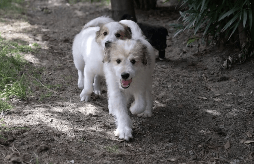 Cane ucciso in un sacco e lasciato sulla strada: ricompensa da 2mila euro a chi segnala il responsabile